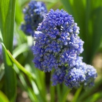 Muscari Blue spike, Grape Hyacinth Blue Spike, Fragrant Muscari, Fragrant Grape Hyacinth, Double Muscari